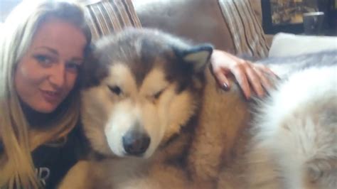 life with malamutes and amelia.